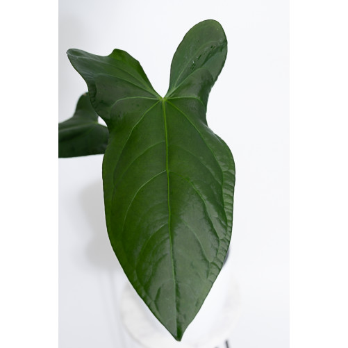 Anthurium forgetii x pinkleyi Amazon rabbit