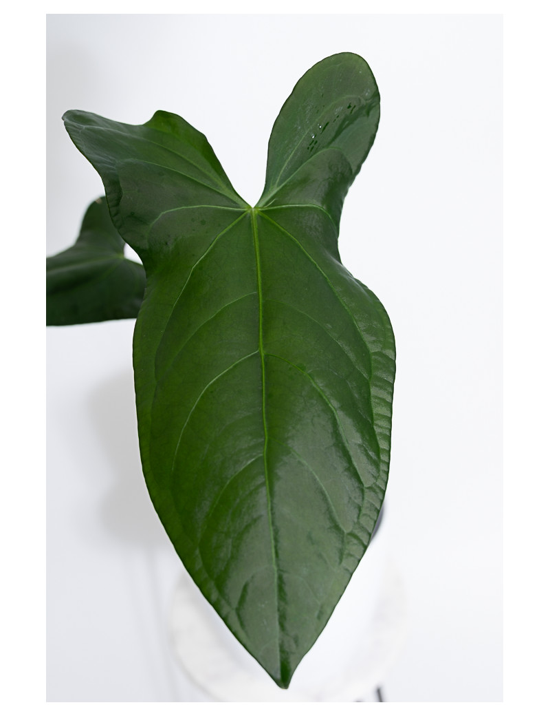 Anthurium forgetii x pinkleyi Amazon rabbit