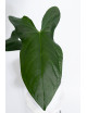Anthurium forgetii x pinkleyi Amazon rabbit