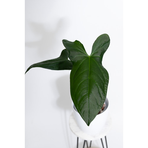 Anthurium forgetii x pinkleyi Amazon rabbit