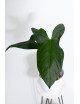 Anthurium forgetii x pinkleyi Amazon rabbit