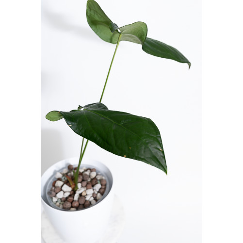 Anthurium forgetii x pinkleyi Amazon rabbit