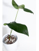 Anthurium forgetii x pinkleyi Amazon rabbit
