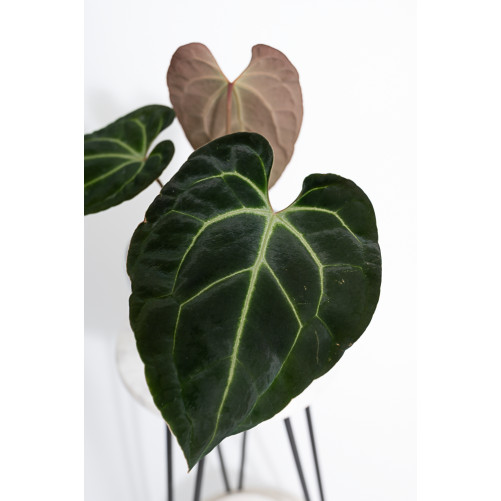 Anthurium besseae aff
