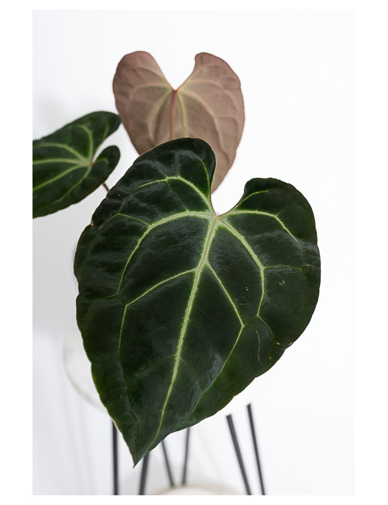 Anthurium besseae aff