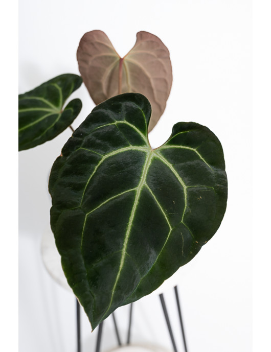 Anthurium besseae aff