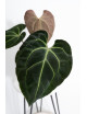 Anthurium besseae aff