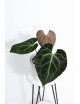 Anthurium besseae aff