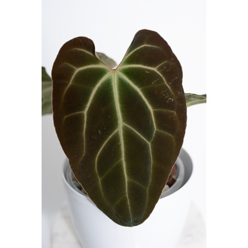 Anthurium besseae aff