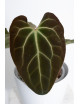 Anthurium besseae aff