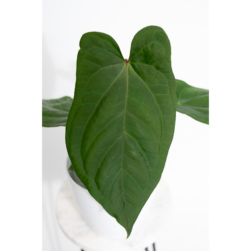 Anthurium gigante x dressleri