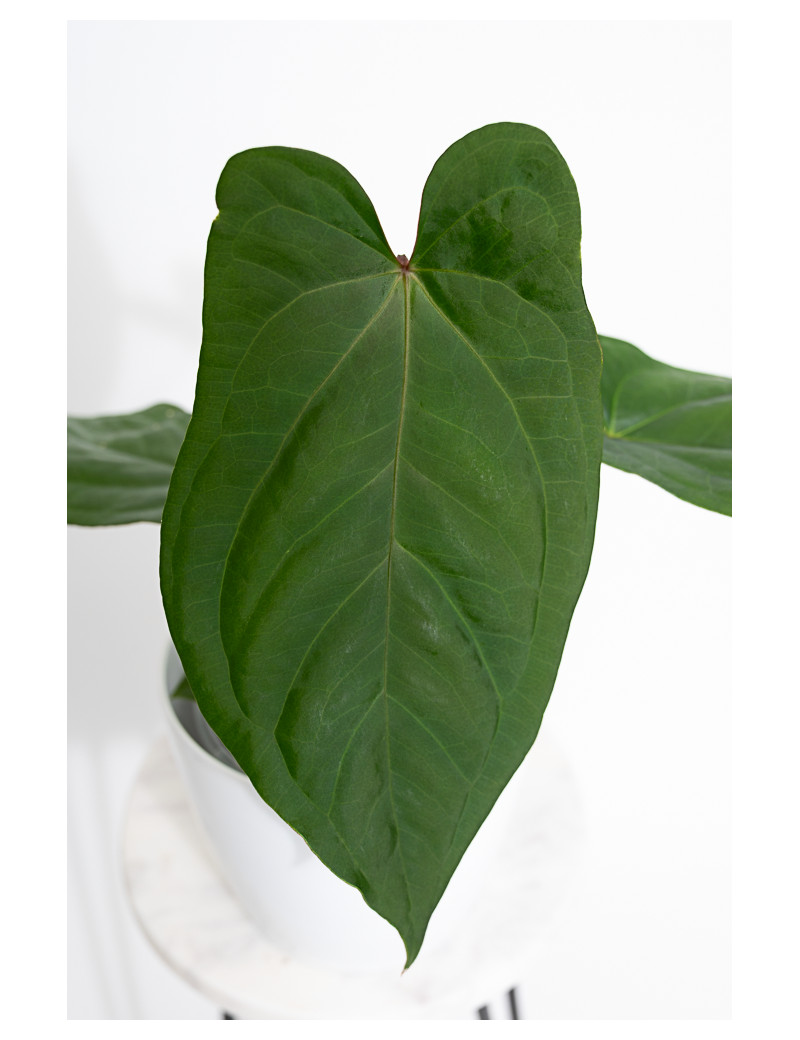 Anthurium gigante x dressleri