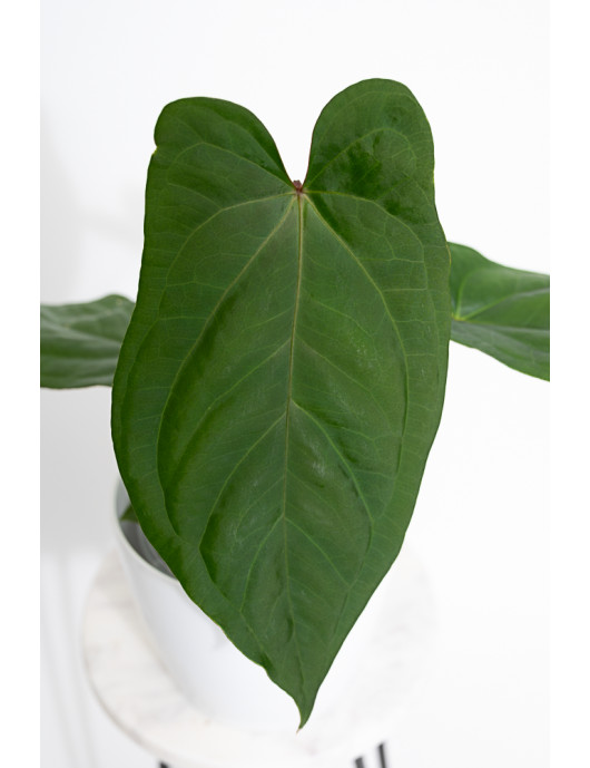 Anthurium gigante x dressleri