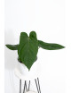 Anthurium gigante x dressleri