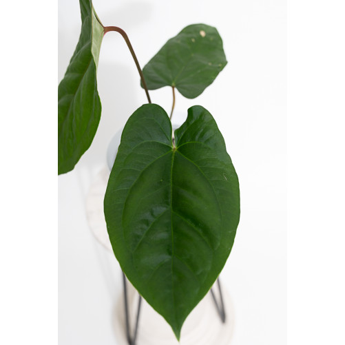 Anthurium gigante x dressleri