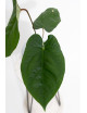Anthurium gigante x dressleri