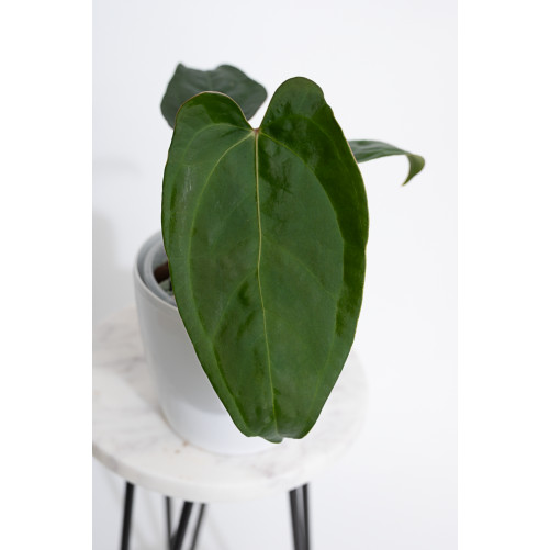 Anthurium crystallinum x...