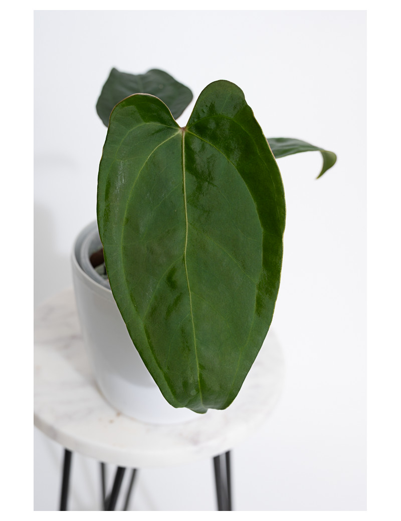 Anthurium crystallinum x nigrolaminum 'Gigi'