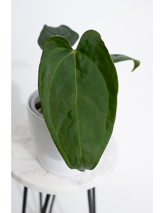 Anthurium crystallinum x nigrolaminum 'Gigi'