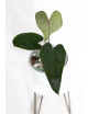 Anthurium crystallinum x nigrolaminum 'Gigi'