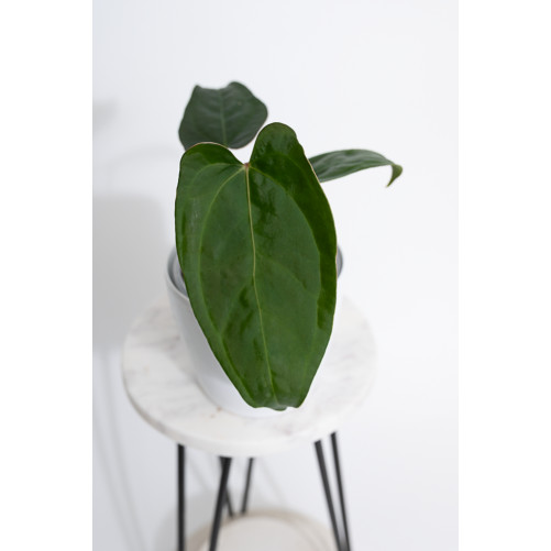 Anthurium crystallinum x nigrolaminum 'Gigi'