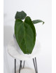 Anthurium crystallinum x nigrolaminum 'Gigi'
