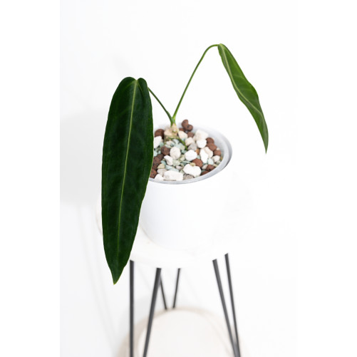 Anthurium warocqueanum