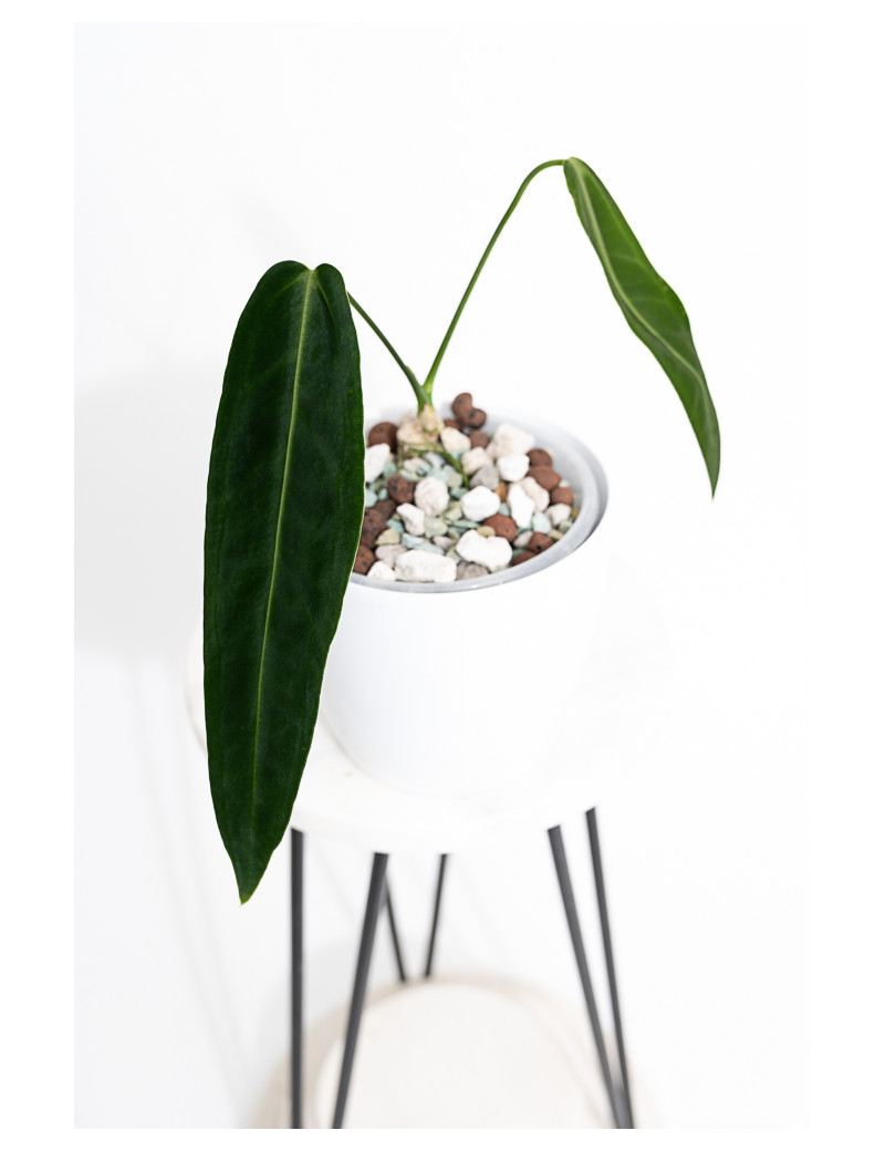 Anthurium warocqueanum