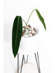 Anthurium warocqueanum