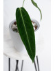 Anthurium warocqueanum