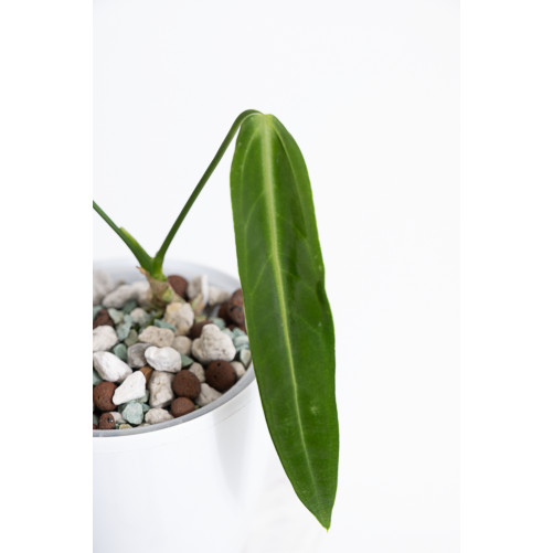 Anthurium warocqueanum