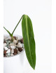 Anthurium warocqueanum