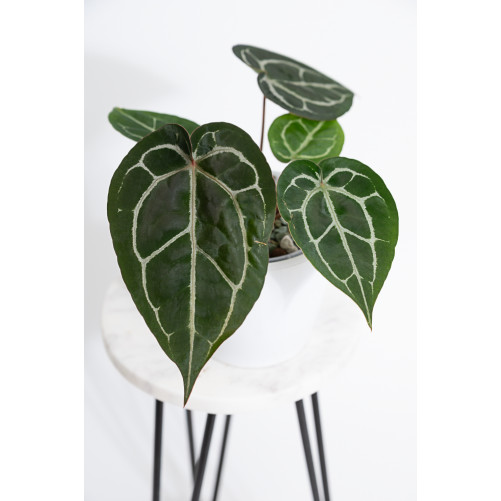 Anthurium (Michelle x Zara)'28' x Zara '52'