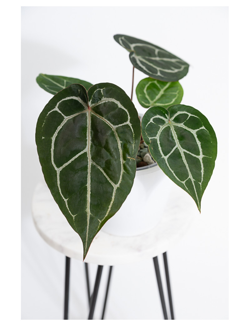 Anthurium (Michelle x Zara)'28' x Zara '52'
