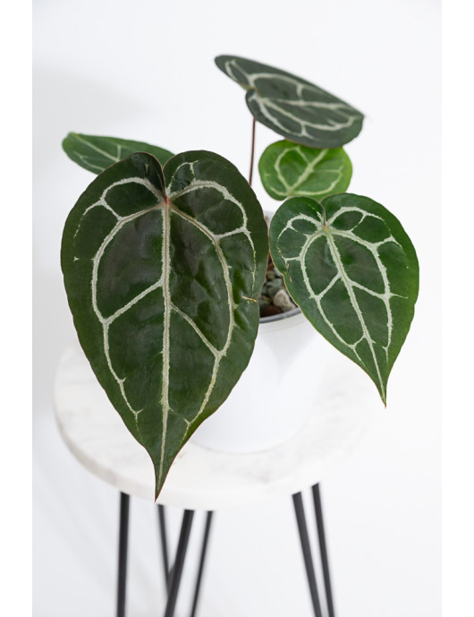 Anthurium (Michelle x Zara)'28' x Zara '52'