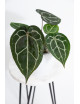 Anthurium (Michelle x Zara)'28' x Zara '52'