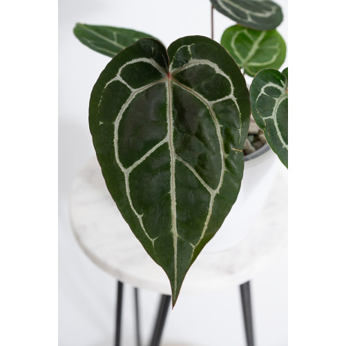Anthurium (Michelle x Zara)'28' x Zara '52'