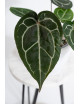 Anthurium (Michelle x Zara)'28' x Zara '52'
