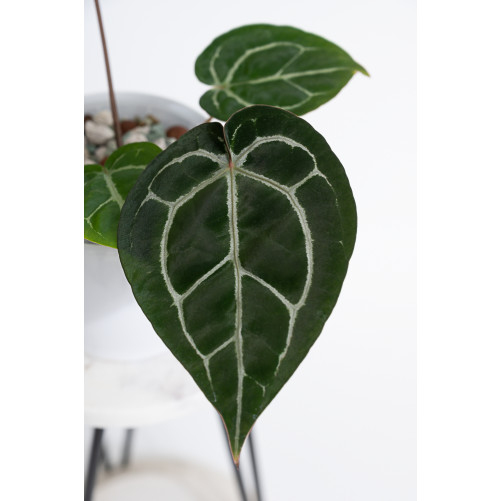 Anthurium (Michelle x Zara)'28' x Zara '52'