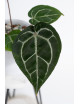 Anthurium (Michelle x Zara)'28' x Zara '52'