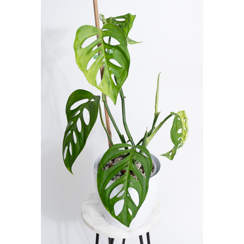 Monstera esqueleto