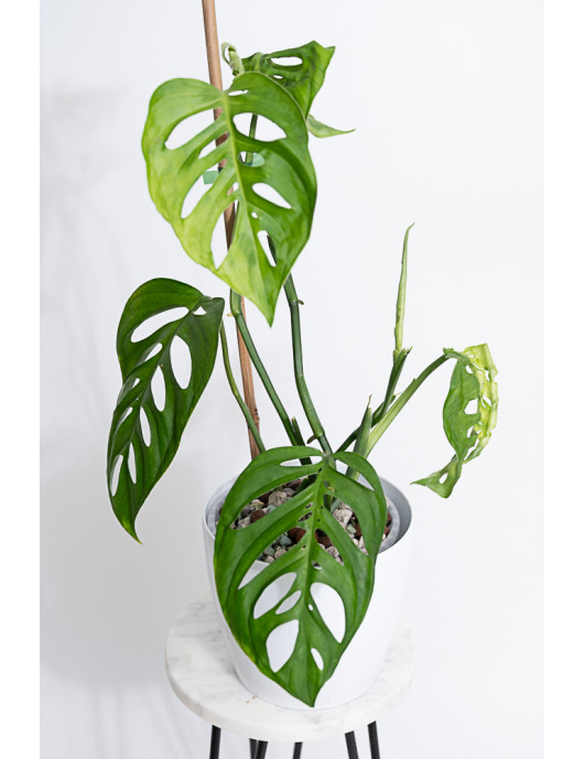 Monstera esqueleto