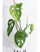 Monstera esqueleto
