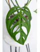 Monstera esqueleto