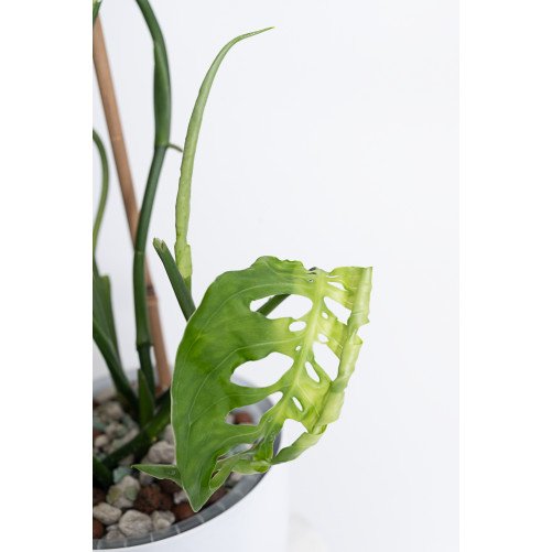 Monstera esqueleto