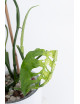 Monstera esqueleto