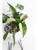 Epipremnum pinnatum variegata