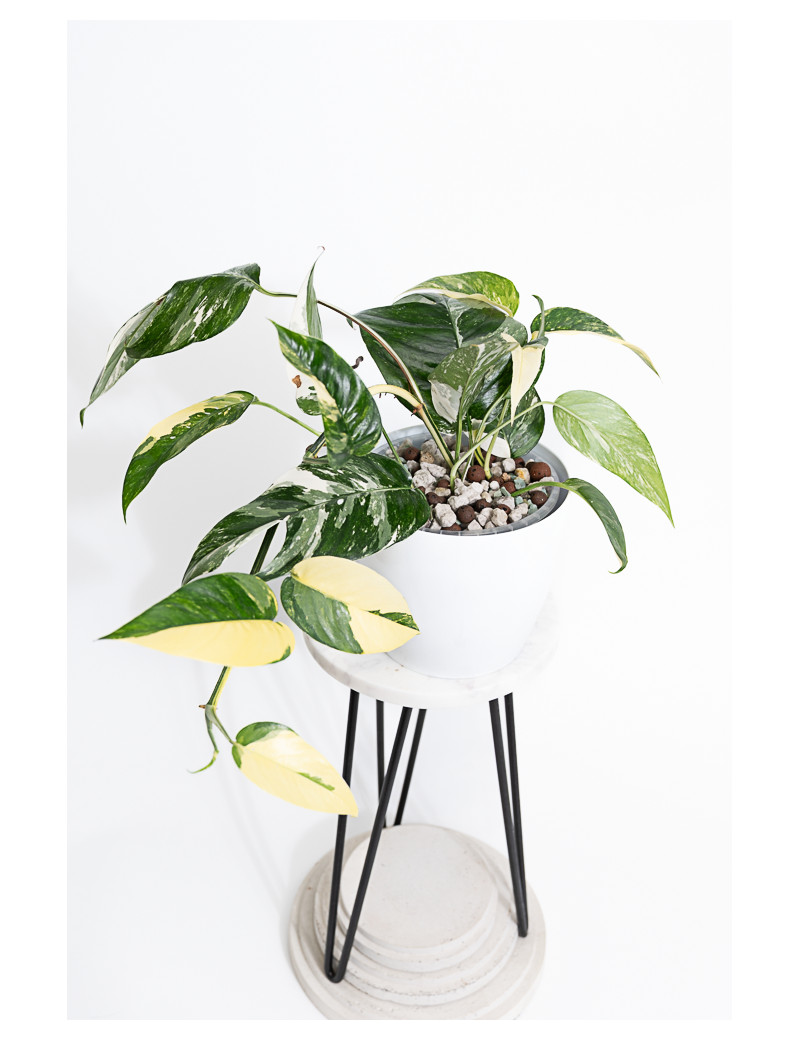 Epipremnum pinnatum variegata