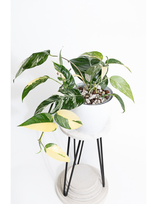Epipremnum pinnatum variegata