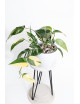 Epipremnum pinnatum variegata